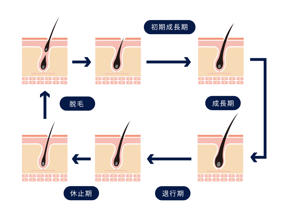 正常なヘアサイクル