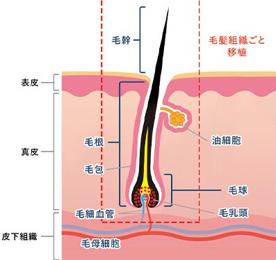 毛髪の断面図