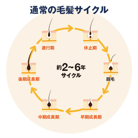 通常の毛髪サイクル 画像