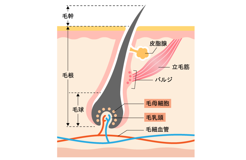 そもそも成長因子とは？
