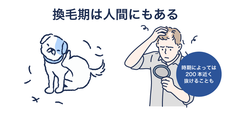 人間にもある「換毛期」?