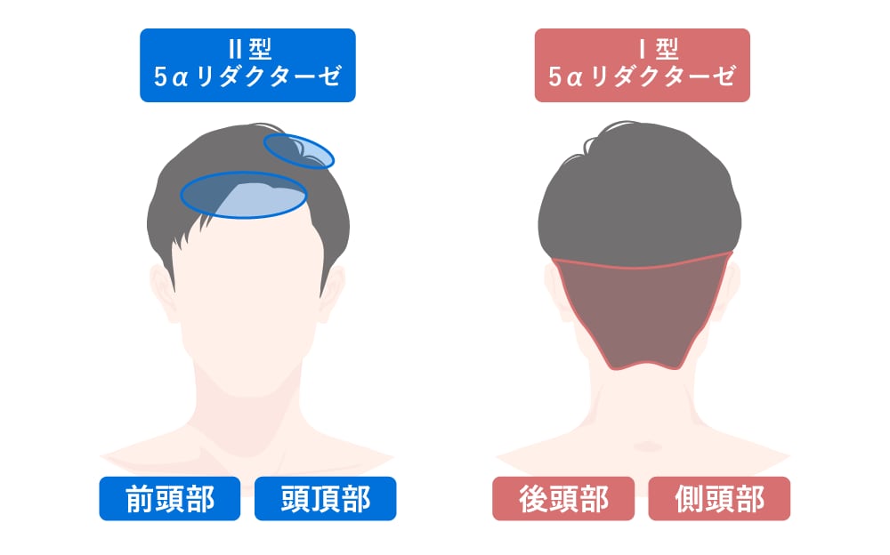 抑制できる酵素の種類が違う