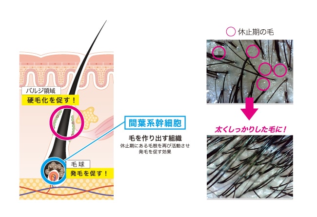 臍帯幹細胞上清液メソの効果