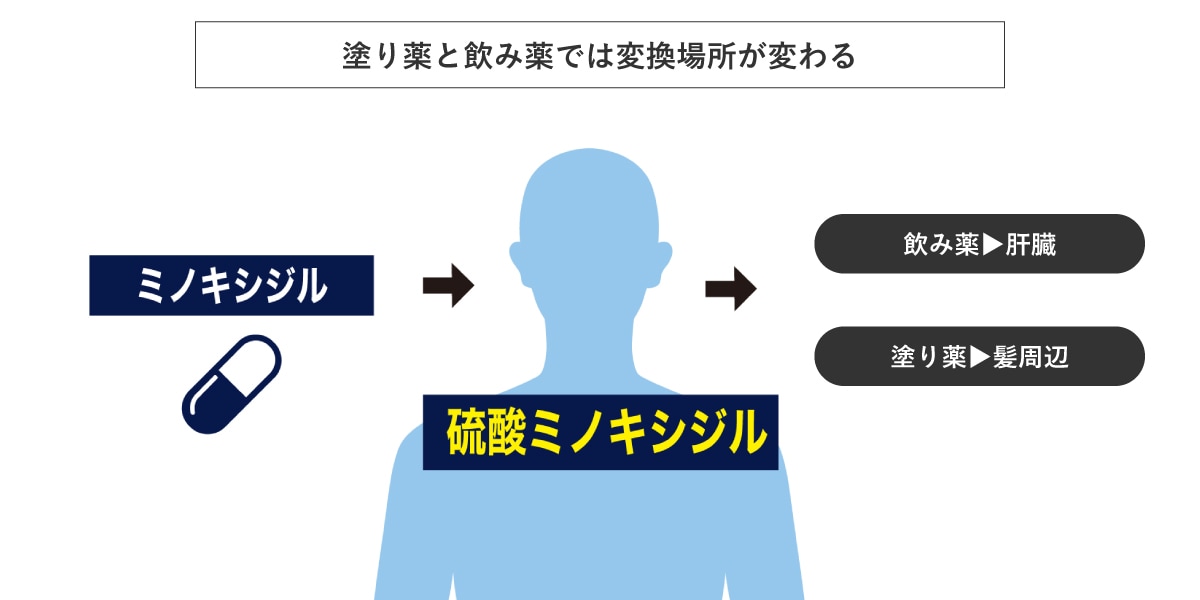 ミノキシジルの効果が出る仕組み