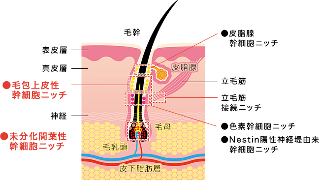 毛根再生注射とは 画像01